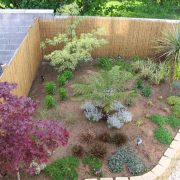 D-town-garden-slow-growing-trees-and-shrubs.jpg_backup