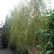 betula-pendula-weeping-birch