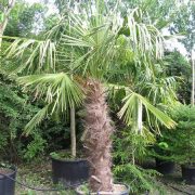 chamaerops-excelsa-trachecarpas-palm-tree