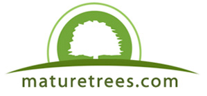 Mature Trees, Shrubs, Hedging, Large Trees, Medium Trees Nursery Ireland